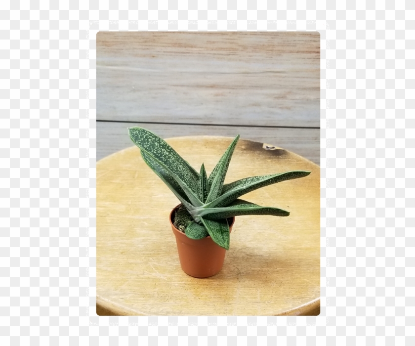 Mini Succulent 3" Potted Plant Variety - Flowerpot Clipart