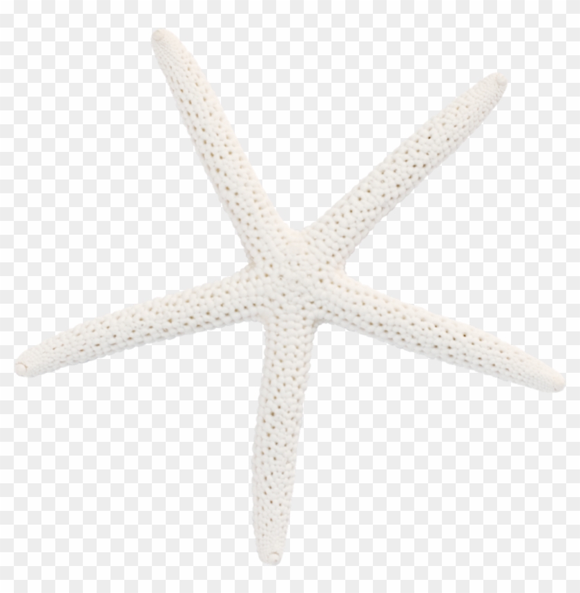 1024 X 998 7 - Starfish Clipart