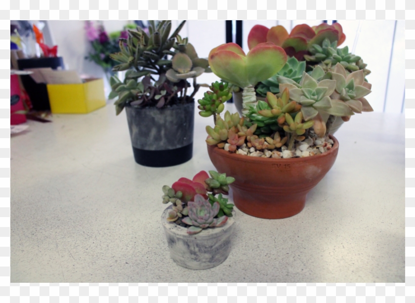 Succulent Pots - Flowerpot Clipart #491296