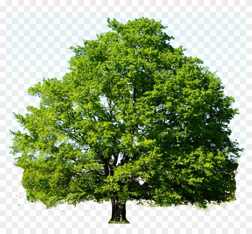 Oak Tree Png Photo - Red Maple Tree Green Clipart