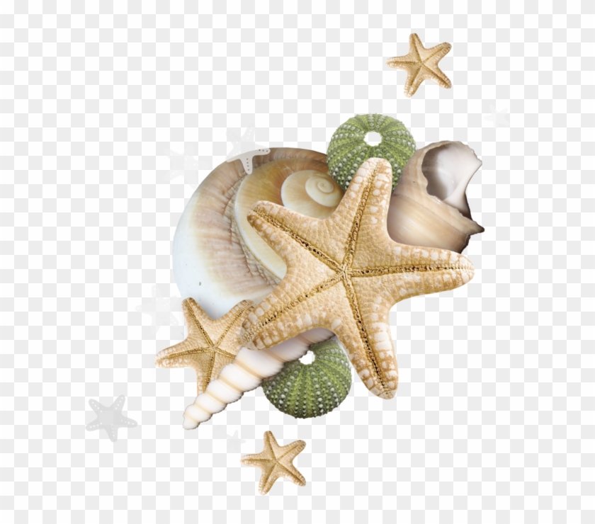 Beach 2017 - صور خلفيات نجم البحر Clipart