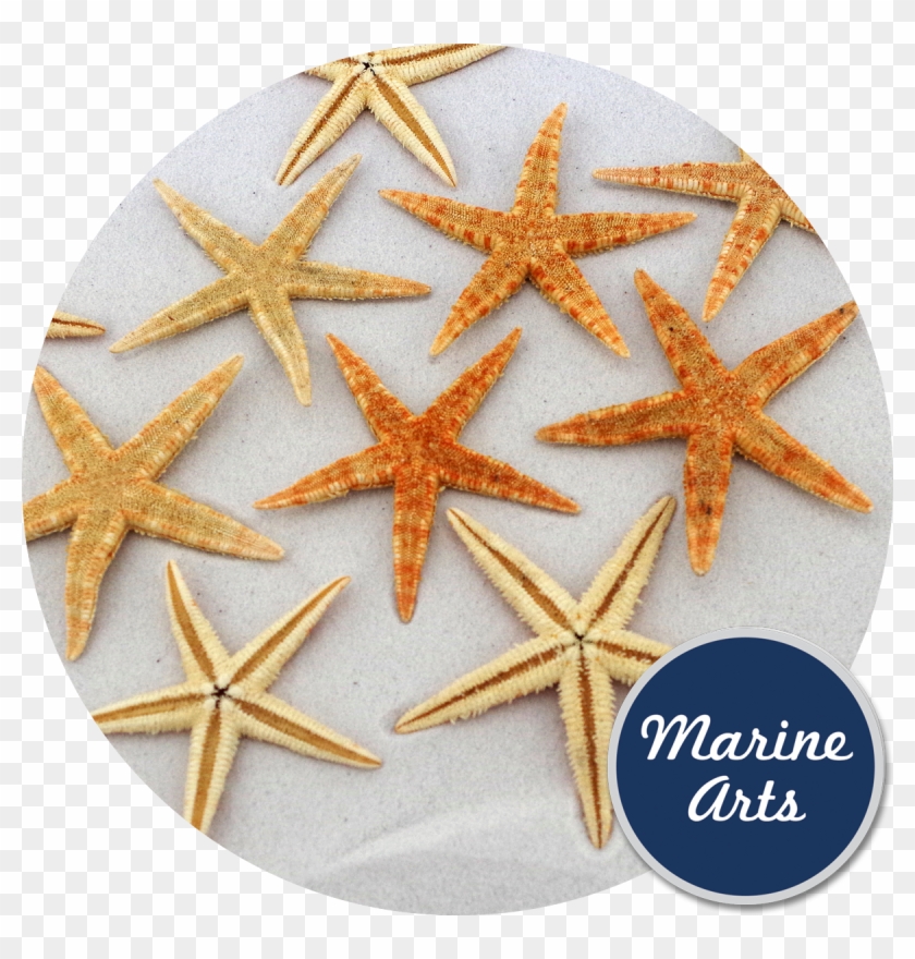 Starfish Clipart #491501