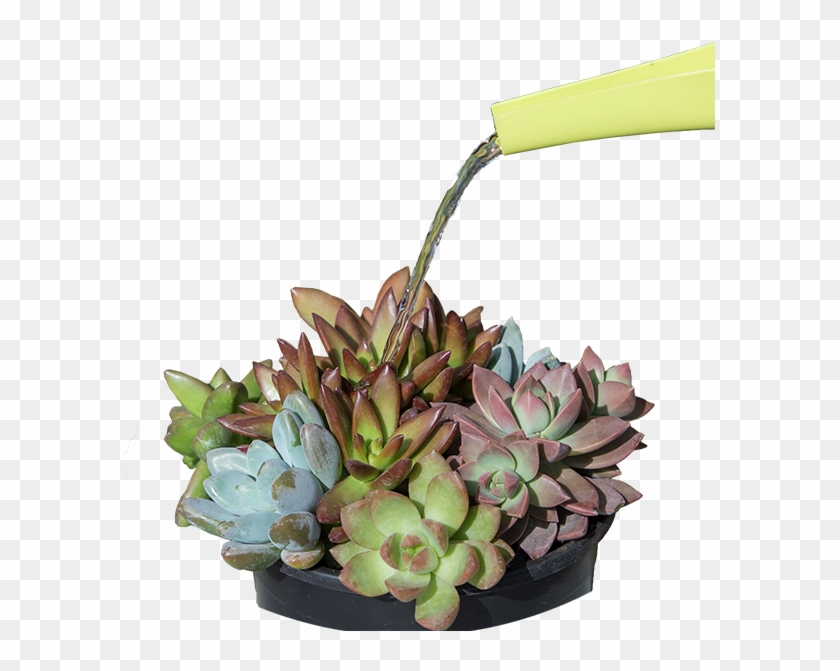 You Will Learn A Lot About Your Succulents And What - Flowerpot Clipart