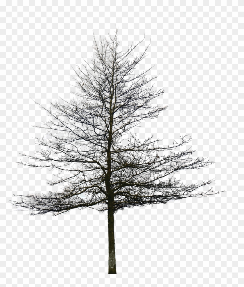 Oak Tree Png Image Clipart #491550
