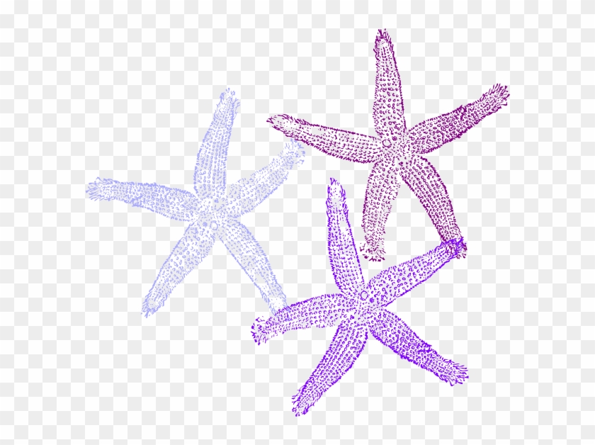 600 X 548 1 - Coral Clipart Transparent Background - Png Download #491573