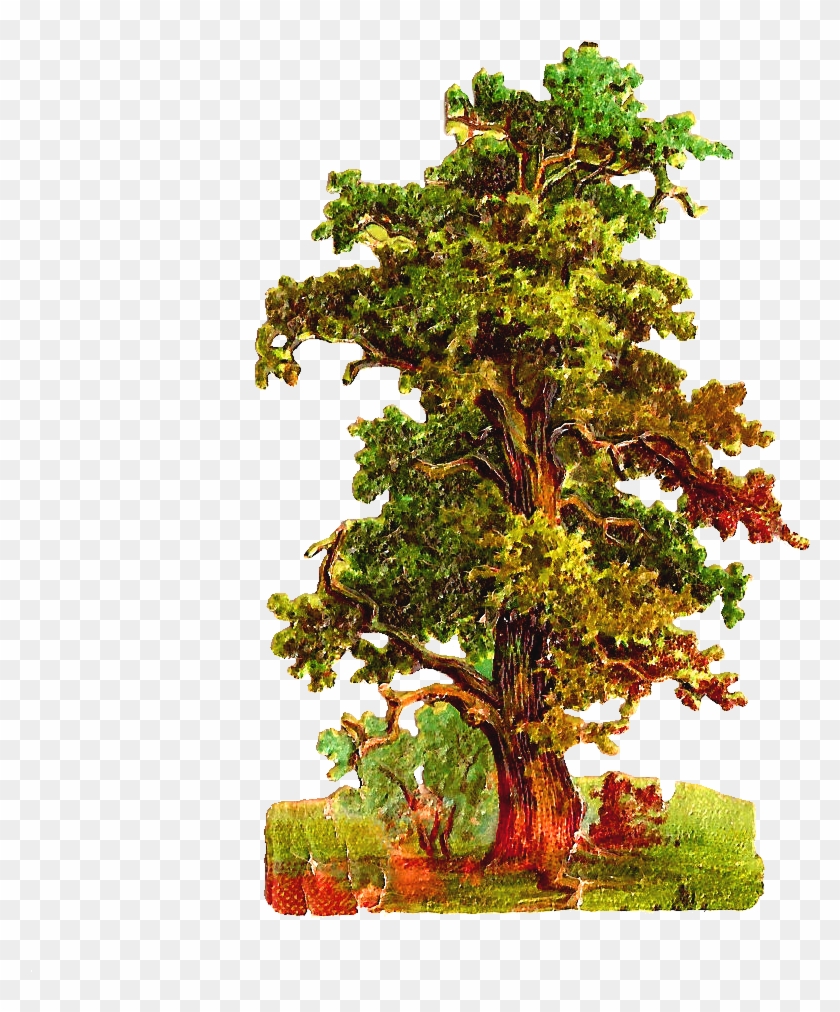 Oak Tree Clipart - Png Download #491618