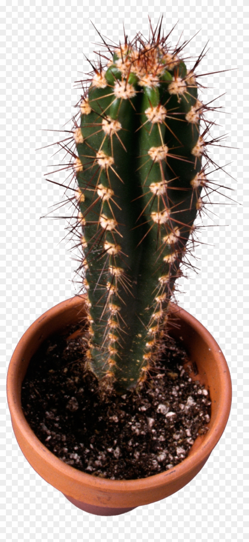 Icon Pictures And Transparent Background - Cactus Clipart #491619