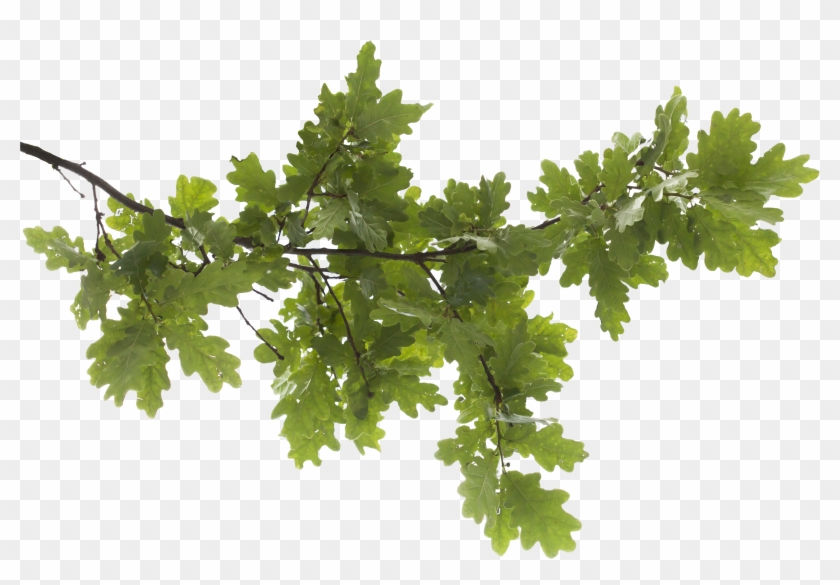 Icon Oak Tree - Transparent Tree Branches Png Clipart #491672
