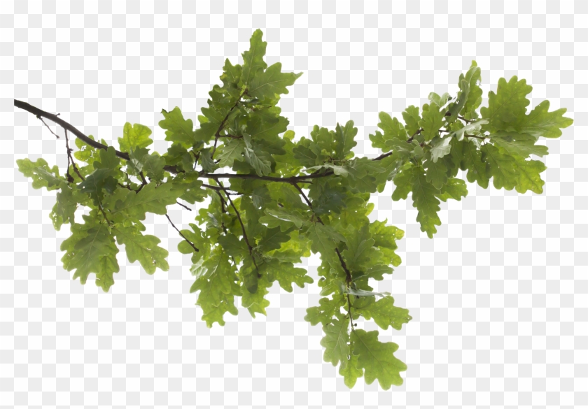 Icon Oak Tree - Transparent Tree Branches Png Clipart
