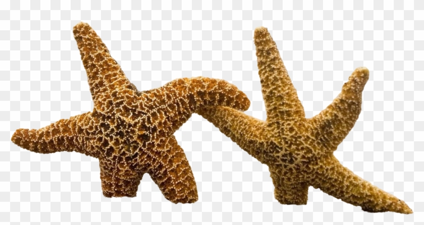 Cutout - Best Fish Desktop Background Clipart #491728