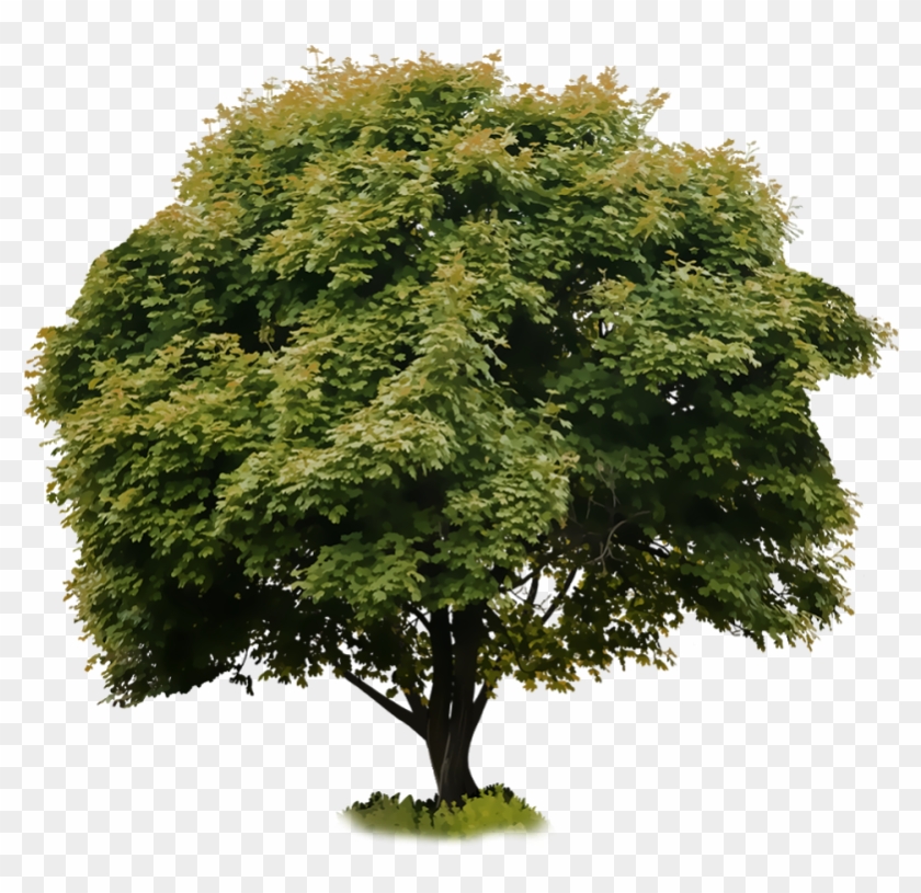 Crop Tree Png - خفف عن الناس ما يلقون من الم Clipart #491774