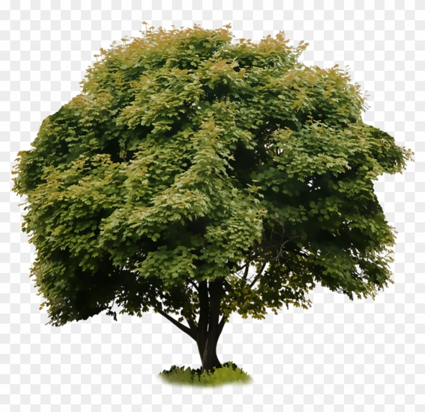 Crop Tree Png - خفف عن الناس ما يلقون من الم Clipart