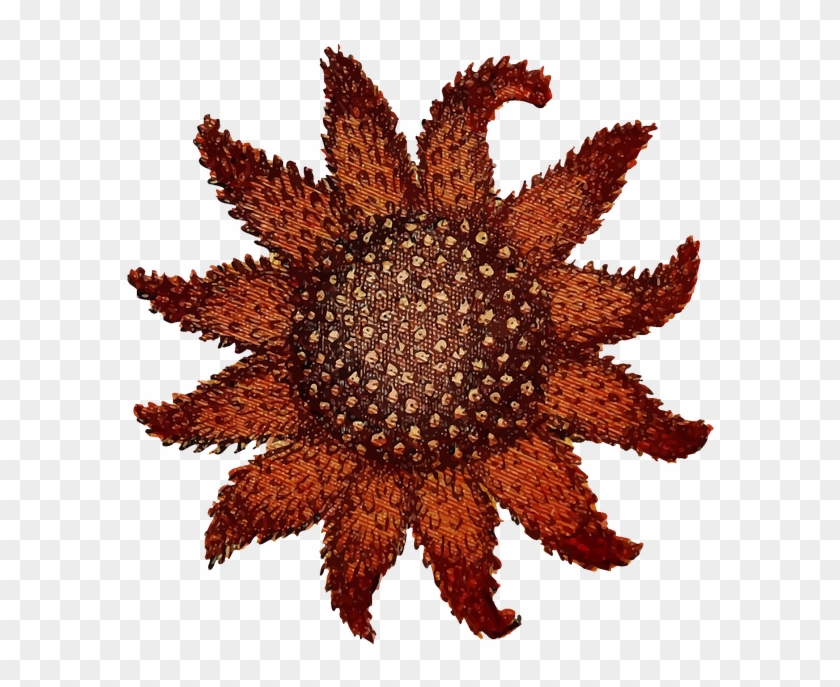 Starfish Png 18, Buy Clip Art - Sunflower Sea Star Transparent Png #491830
