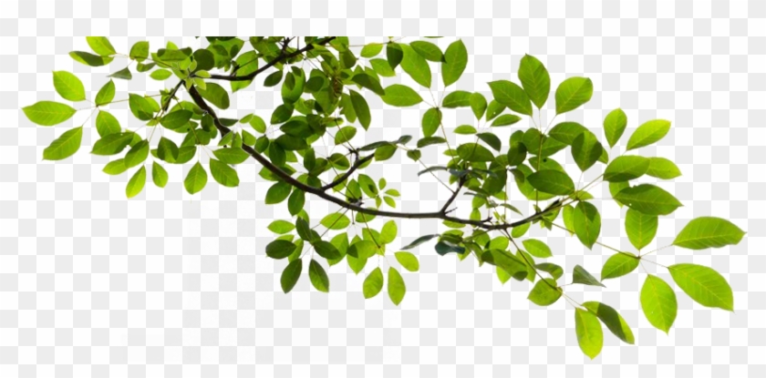 Image Branch Transparent Animal Jam Clans Wiki - Transparent Background Tree Branch Clipart #492215