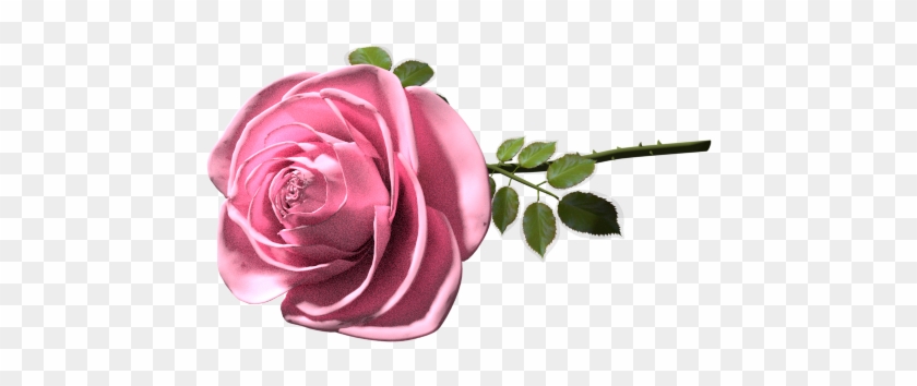 A Good Old Memory - Garden Roses Clipart