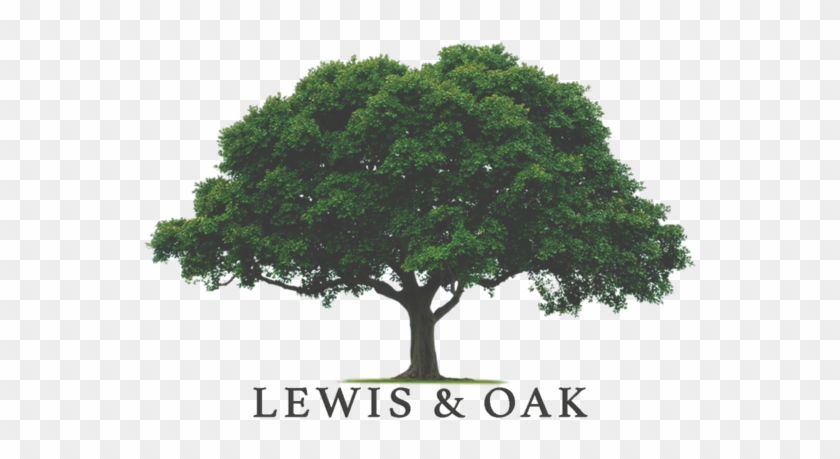 Oak Tree Format=1500w Clipart #492420