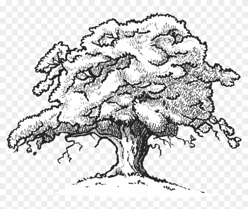 Oak Tree B&w - Oak Tree Drawing Png Clipart #492637