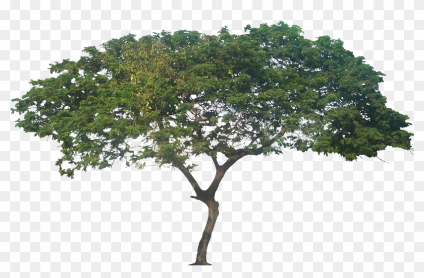 Plant Images, Plant Pictures, Tree Photoshop, Tree - Monkey Pod Tree Png Clipart