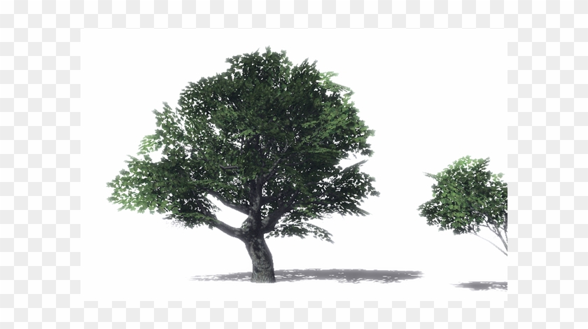 Maple Tree Png - Big Tree Unity Clipart