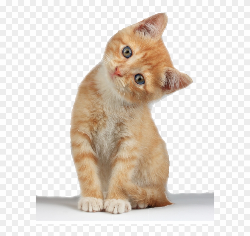 Kitten Free Png Image - Kitten Png Clipart