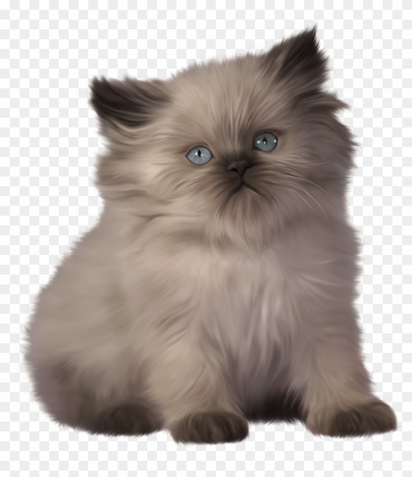 Kitten Png Clipart - Ragdoll And Bengal Kittens Transparent Png #493270