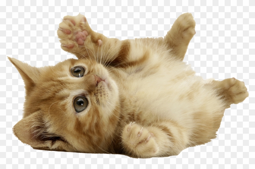 Cat Png - Cute Cat Png Clipart #493304