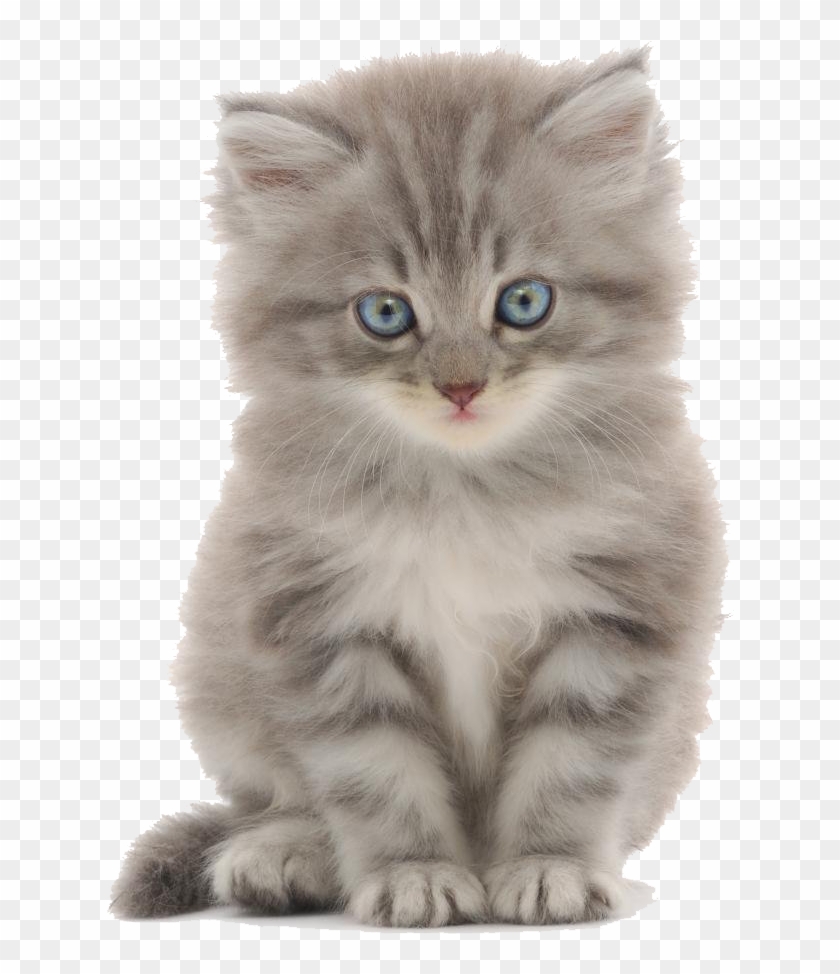 Cute Kitten Png - Female Cat Names Clipart #493332