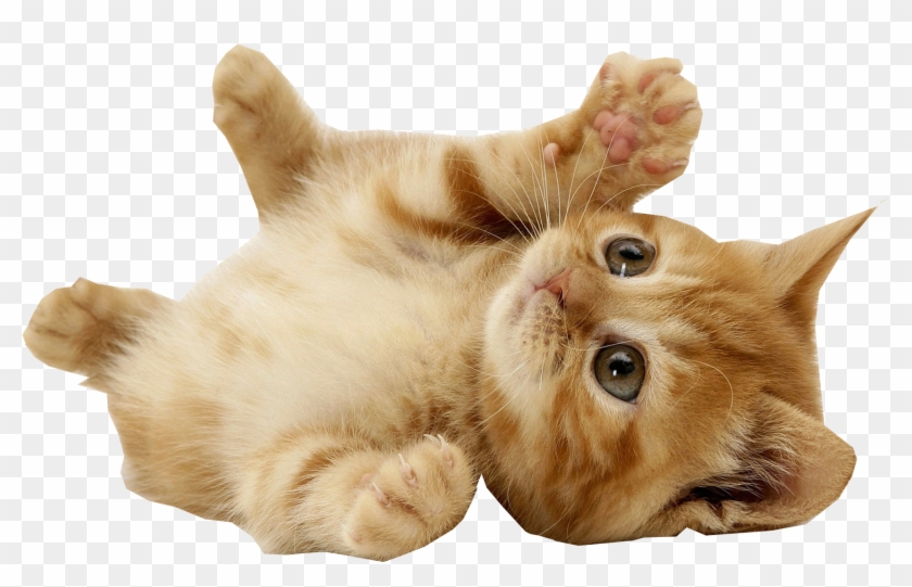 Com Kitten Playing Transparent Background - Kitten With Transparent Background Clipart #493402