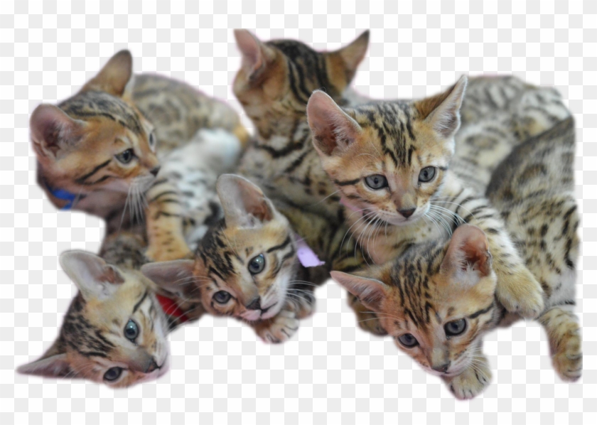 Bengal Kitten Png Clipart #493934