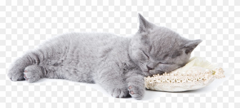 Sleeping Kitten - Daylight Savings Fall Back Cats Clipart