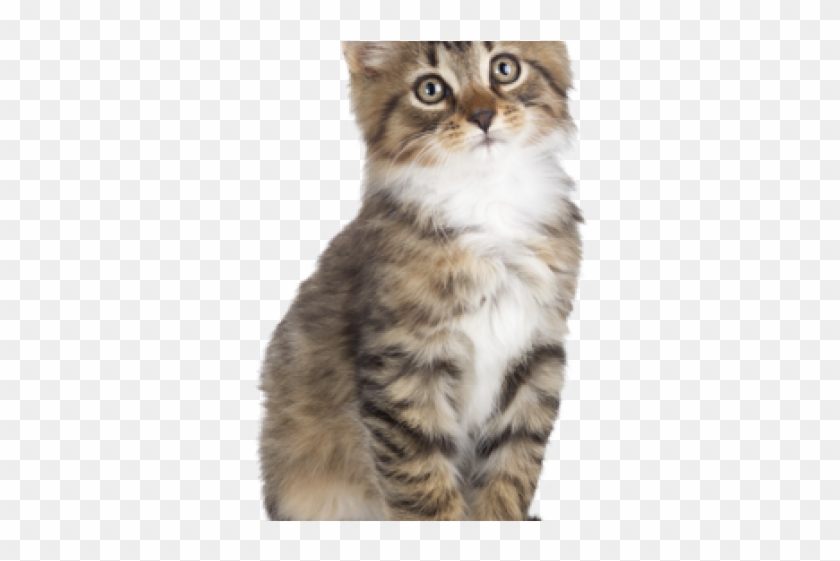 Kitten Png Transparent Images Clipart #494308