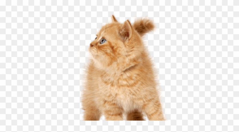 Realistic Gumball And Darwin Clipart #494413