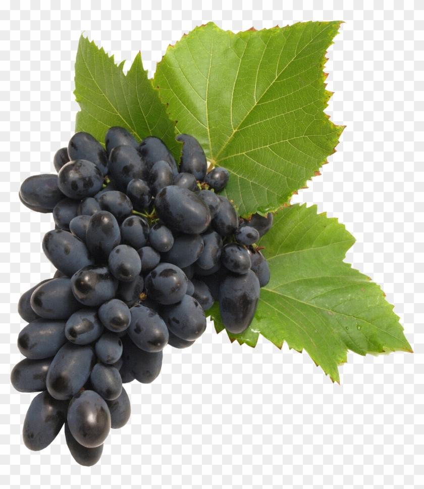 Grape Png Image Download, Free Picture - Black Grapes Clipart #495629