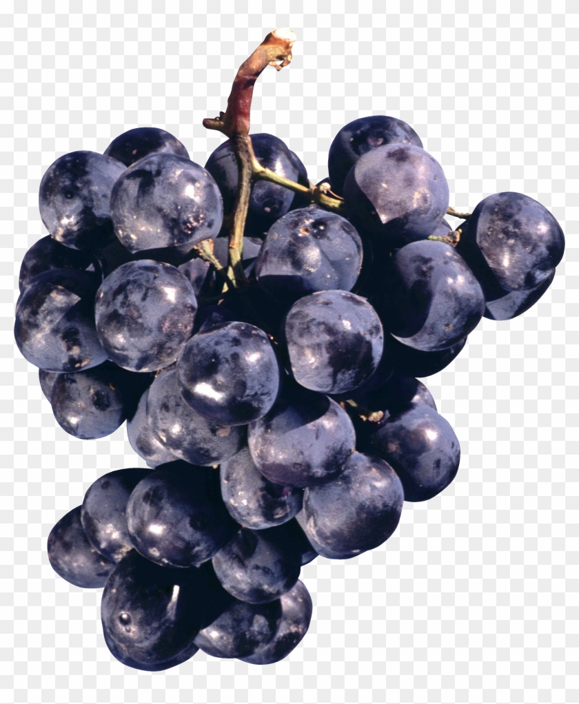 Grape Png Image - Concord Grapes Png Clipart #495680