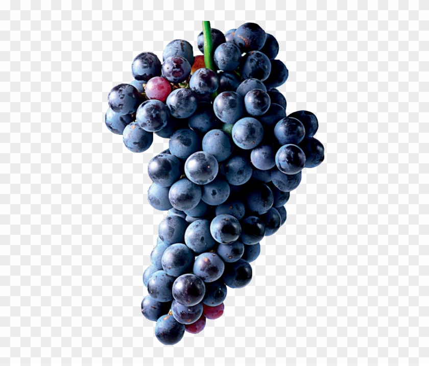 Grapes - Seedless Fruit Clipart #496489