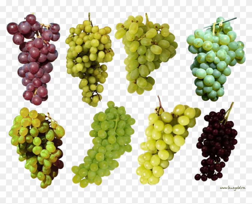 Free Png Grapes Png Images Transparent - Green And Purple Grapes Clipart #496826