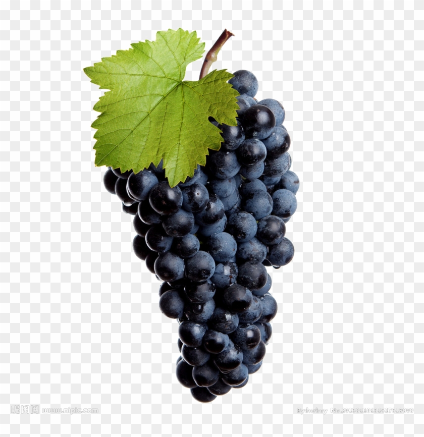 Black Grapes Transparent Image - Виноград Лоза Clipart #496913