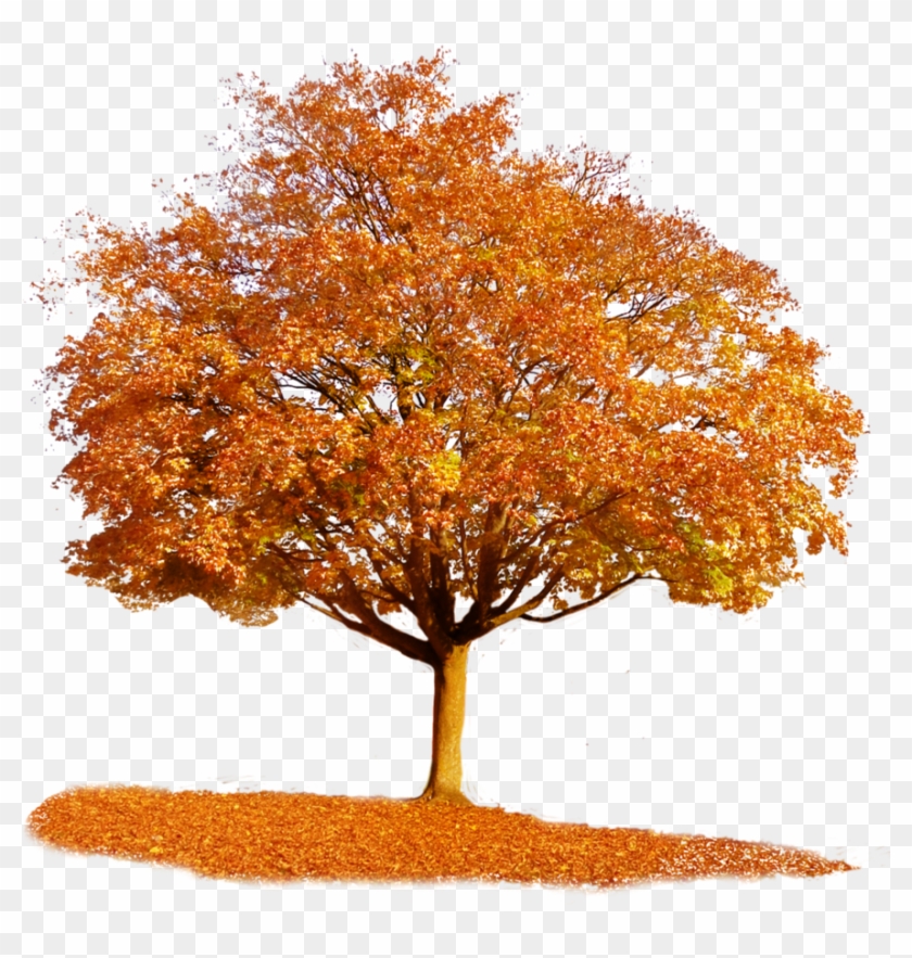 879 X 908 11 - Autumn Tree Transparent Background Clipart #497734
