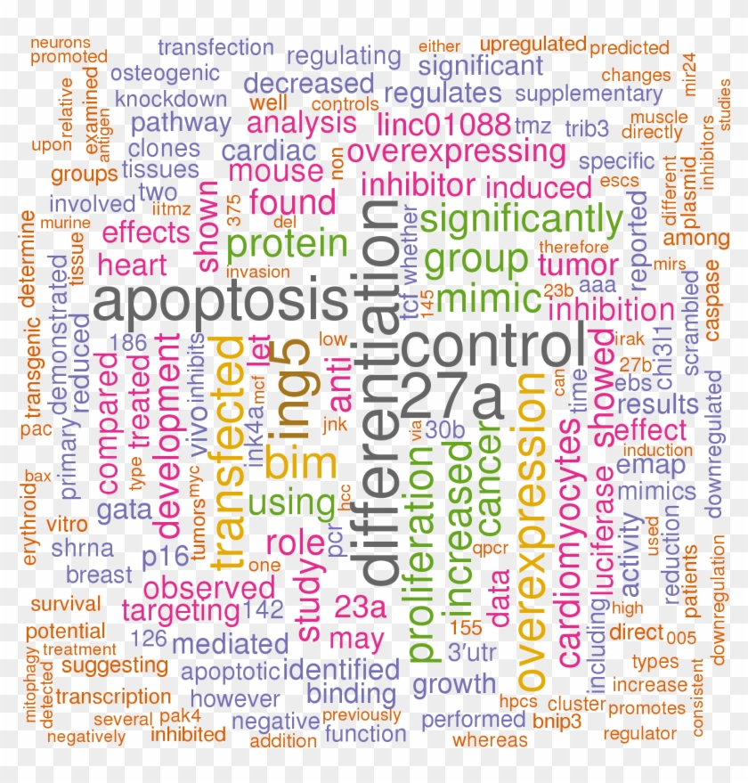 Stem Loop Sequence Mmu Mir 24 - Illustration Clipart #4900431