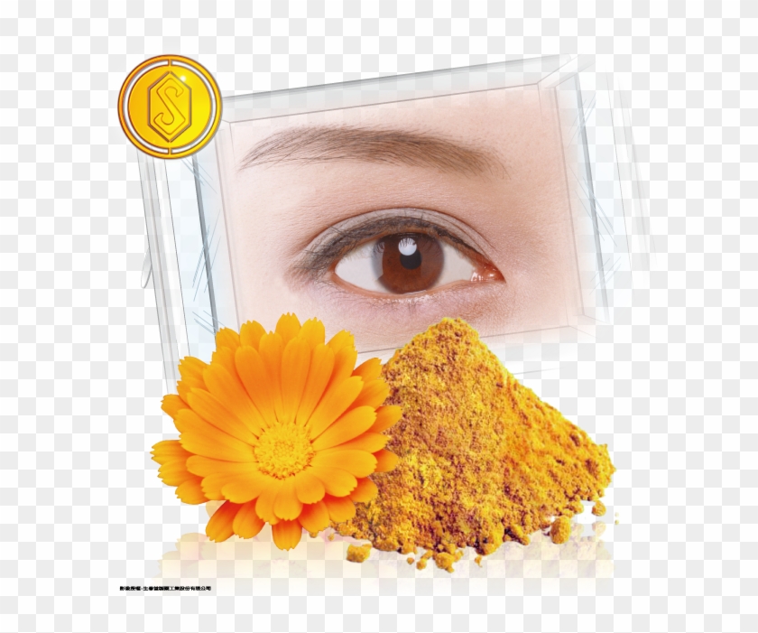 Protecting Eyesight Eye Supplements High Quality Lutein - English Marigold Clipart