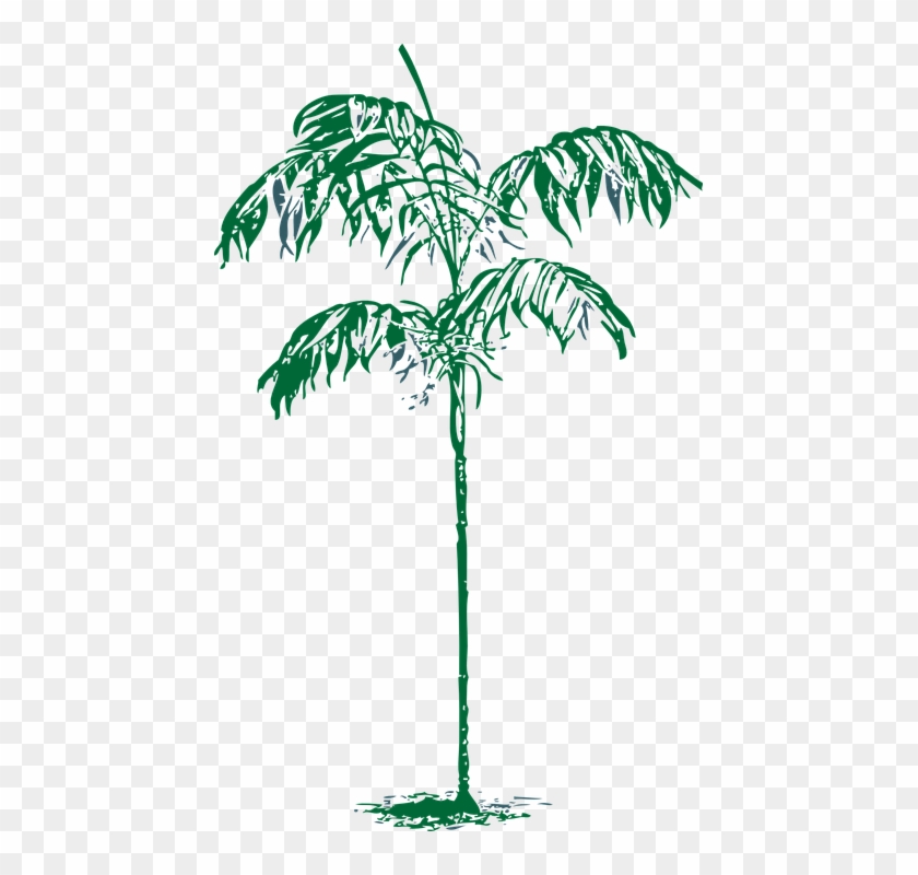 Palm Tree Ornamental - Attalea Speciosa Clipart