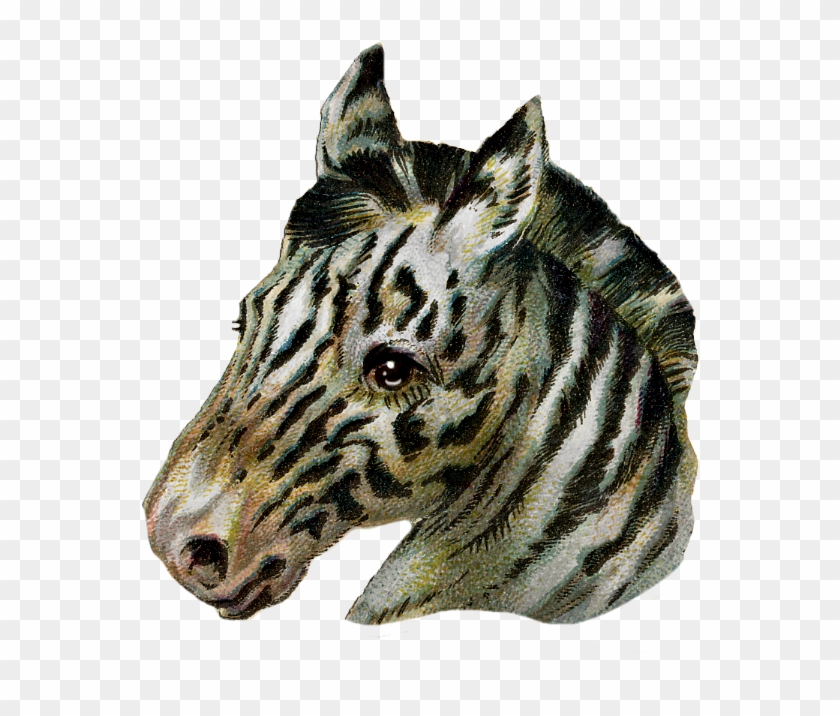 Vintage Zebra Scrap Piece - Warthog Clipart #4912599