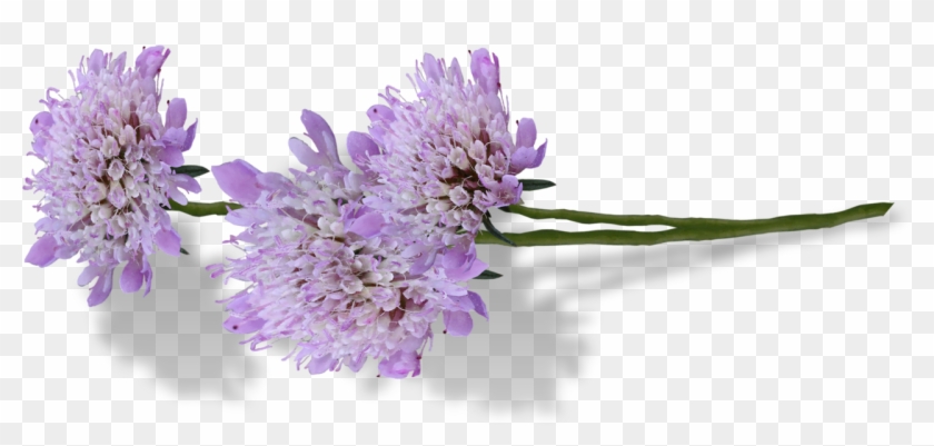 English Transprent Png - Нежные Цветы На Прозрачном Фоне Clipart