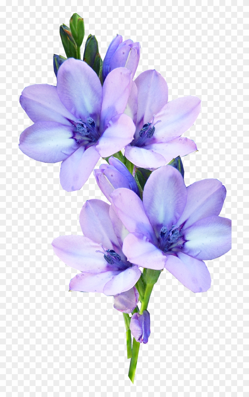 Mauve, Flower, Bulb, Pastel - Fleur Mauve Png Clipart #4913946
