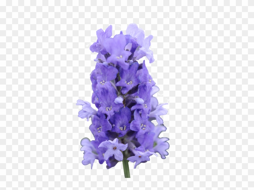 Delphinium Drawing Lilac Transparent Png Clipart Free - Fernleaf Lavender #4914762
