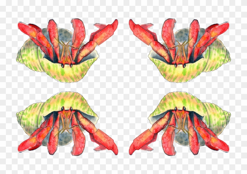 Hermit Crab Illustration Transparent Background Wallpaper - Freshwater Crab Clipart #4916542