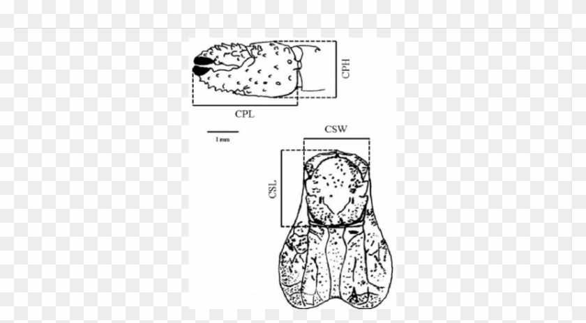 Clibanarius Antillensis Stimpson, - Cartoon Clipart #4916652