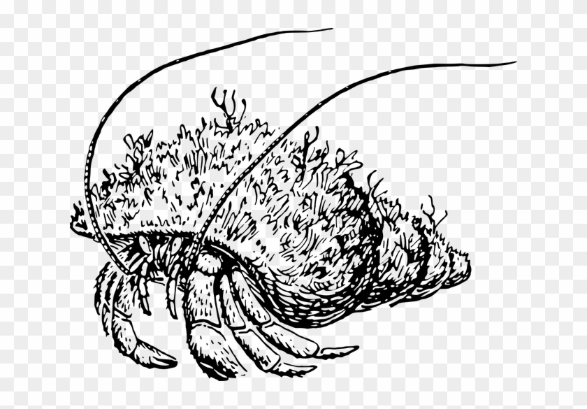 Animal, Crab, Crustacean, Hermit, Ocean, Sea - Hermit Crab Coloring Page Clipart
