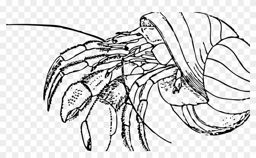 Hermit Crab - Line Art Clipart #4916883