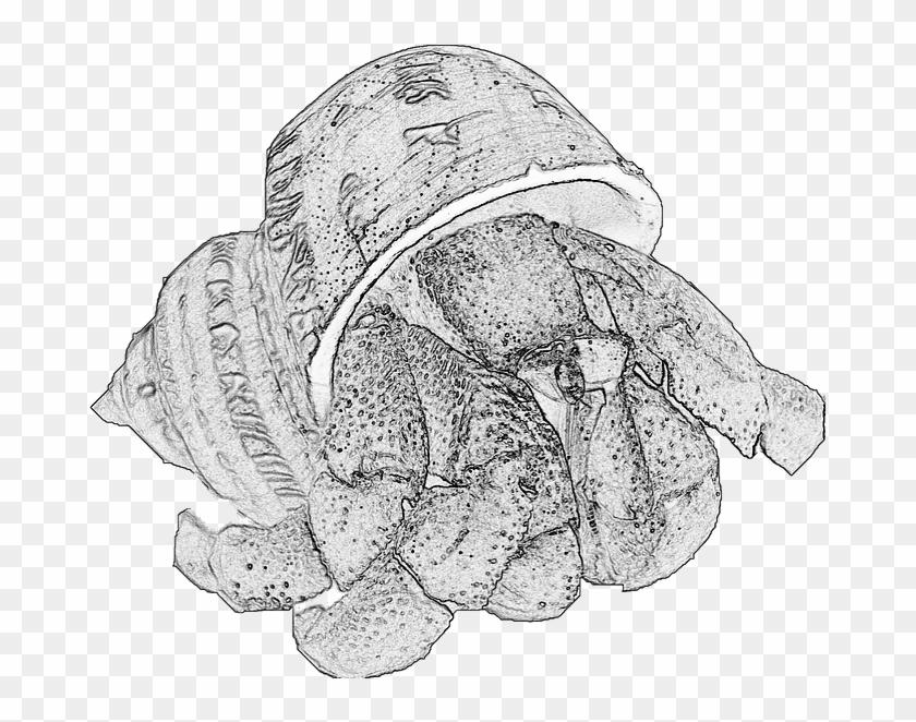 Uk Hermit Crab Shop - Line Art Clipart #4917650